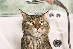 Nasse Katze im Bad Stockfotos Nasse Katze im Bad Stockfotos