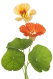 Nasturtium Stock Photography Nasturtium Stock Photography
