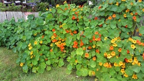Nasturtium λουλούδια σε μια μεγάλη ομάδα στοκ εικόνα Nasturtium λουλούδια σε μια μεγάλη ομάδα στοκ εικόνα