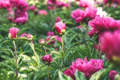 Naszłe różowe peonie w wiosna ogródzie obraz stock Naszłe różowe peonie w wiosna ogródzie obraz stock