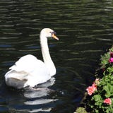 Nata??o branca da cisne em uma ?gua preta perto das flores cor-de-rosa imagem de stock Nata??o branca da cisne em uma ?gua preta perto das flores cor-de-rosa imagem de stock