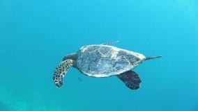 Natación de la tortuga en el azul almacen de video Natación de la tortuga en el azul almacen de video