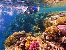 Natación del snorkeler del hombre en la agua de mar cerca del arrecife de coral colorido fotos de archivo libres de regalías Natación del snorkeler del hombre en la agua de mar cerca del arrecife de coral colorido fotos de archivo libres de regalías
