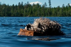 Natation de chien de Pumi dans l'eau Image libre de droits Natation de chien de Pumi dans l'eau Image libre de droits