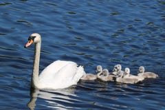Natation de cygne avec des jeunes cygnes images libres de droits Natation de cygne avec des jeunes cygnes images libres de droits