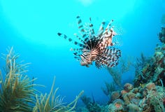 Natation de Lionfish en mer images stock Natation de Lionfish en mer images stock