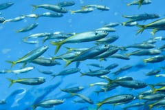 Natation de poissons de fond de nature dans les eaux bleues de mer profonde photographie stock Natation de poissons de fond de nature dans les eaux bleues de mer profonde photographie stock