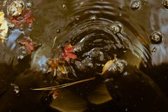 Natation de poissons de Koi de Japonais dans un étang foncé situé dans le jardin national de Shinjuku Gyoen, Tokyo, Japon image stock Natation de poissons de Koi de Japonais dans un étang foncé situé dans le jardin national de Shinjuku Gyoen, Tokyo, Japon image stock