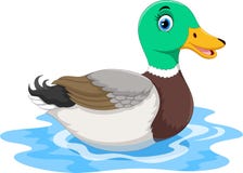 Natation mignonne de canard de bande dessinée d'isolement sur le fond blanc Image stock Natation mignonne de canard de bande dessinée d'isolement sur le fond blanc Image stock