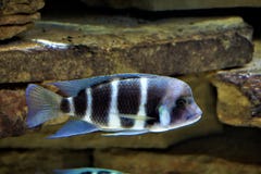 Natation noire et blanche de poissons de Cyphotilapia images stock Natation noire et blanche de poissons de Cyphotilapia images stock