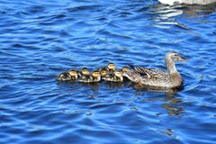 Natação da família do pato do pato selvagem no lago imagem de stock Natação da família do pato do pato selvagem no lago imagem de stock