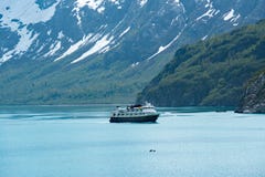 National Geographic Sea Bird in Glacier Bay Royalty Free Stock Photos National Geographic Sea Bird in Glacier Bay Royalty Free Stock Photos