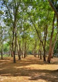 Nationaler historischer Park Sukhothai, Sukhothai, Thailand stockbild Nationaler historischer Park Sukhothai, Sukhothai, Thailand stockbild