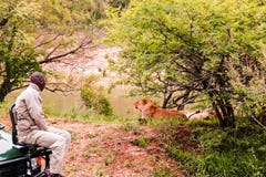 Nationalpark Kruger, Südafrika - 2011: Ein Safariführer, der einen Löwe betrachtet lizenzfreies stockfoto Nationalpark Kruger, Südafrika - 2011: Ein Safariführer, der einen Löwe betrachtet lizenzfreies stockfoto