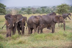 Nationalpark Serengeti, Tansania - Elefanten, die ein Staubbad haben stockfotografie Nationalpark Serengeti, Tansania - Elefanten, die ein Staubbad haben stockfotografie