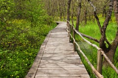 NationalparkRopotamo Bulgarien Träbron leder till skog för vår för Ropotamo flodkorsningen gräsplan Royaltyfri Bild NationalparkRopotamo Bulgarien Träbron leder till skog för vår för Ropotamo flodkorsningen gräsplan Royaltyfri Bild