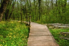 NationalparkRopotamo Bulgarien Träbron leder till skog för vår för Ropotamo flodkorsningen gräsplan Arkivbild NationalparkRopotamo Bulgarien Träbron leder till skog för vår för Ropotamo flodkorsningen gräsplan Arkivbild