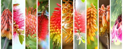 Native Australian Plants Set Royalty Free Stock Images