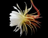 Natt-blommande cereus, prinsessa av nattblomman royaltyfri bild Natt-blommande cereus, prinsessa av nattblomman royaltyfri bild