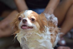 Natte chihuahuahond stock fotografie Natte chihuahuahond stock fotografie