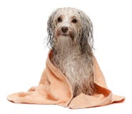 Natte chocolade havanese hond na bad stock afbeelding Natte chocolade havanese hond na bad stock afbeelding