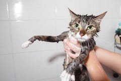 Natte kat in badkamers in vrouwelijke handen royalty-vrije stock fotografie Natte kat in badkamers in vrouwelijke handen royalty-vrije stock fotografie