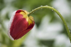Natte rode tulpenneiging door sneeuwval op een vage groen-witte backgrou stock afbeeldingen Natte rode tulpenneiging door sneeuwval op een vage groen-witte backgrou stock afbeeldingen