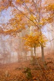 Natur Autumn Colorful Forest arkivbilder Natur Autumn Colorful Forest arkivbilder