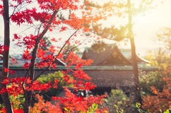 Natur Autumn Japan för röd lönn royaltyfri foto Natur Autumn Japan för röd lönn royaltyfri foto