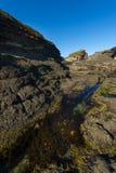 Natur från den härliga stranden i Sydney arkivbild Natur från den härliga stranden i Sydney arkivbild