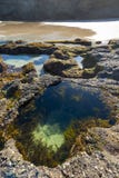 Natur från den härliga stranden i Sydney royaltyfri foto Natur från den härliga stranden i Sydney royaltyfri foto