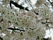 Natur i staden: Den trevliga körsbärsröda blomningen blommar en tidig våreftermiddag, Vancouver, 2018 royaltyfria bilder Natur i staden: Den trevliga körsbärsröda blomningen blommar en tidig våreftermiddag, Vancouver, 2018 royaltyfria bilder