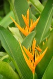 Natura Żółci Heliconia kwiaty fotografia stock Natura Żółci Heliconia kwiaty fotografia stock