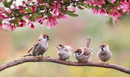 Natural background with birds sparrow with little chicks sitting on a wooden fence in the village garden surrounded by yab flowers