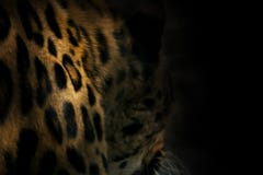 Natural Background From Darkness Leopard Spots Stock Photos