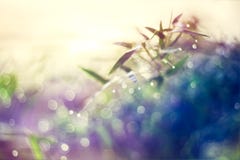 Natural Bokeh From Bamboo Leaf, Abstract And Soft Color Style Stock Images Natural Bokeh From Bamboo Leaf, Abstract And Soft Color Style Stock Images