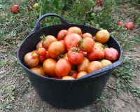 Natural Foods, Vegetable, Local Food, Tomato stock photography Natural Foods, Vegetable, Local Food, Tomato stock photography