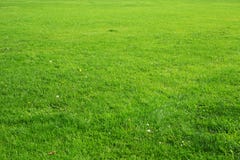 Natural Green Grass Background Texture Stock Images