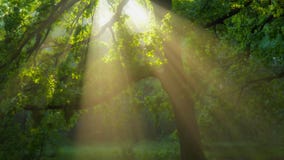 森林里的自然魔法。太阳光出现。虽然绿色的树枝。魔法森林与温暖的阳光股票视频