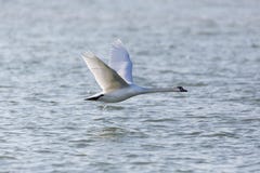 Natural mute swan bird cygnus olor flying over blue water sur. One natural mute swan bird cygnus olor flying over blue water surface Royalty Free Stock Photography Natural mute swan bird cygnus olor flying over blue water sur. One natural mute swan bird cygnus olor flying over blue water surface Royalty Free Stock Photography
