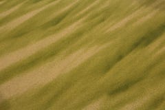 Texture of Algae on Beach Sand royalty free stock image Texture of Algae on Beach Sand royalty free stock image