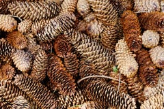 Natural pine forest ground with cones Royalty Free Stock Photos Natural pine forest ground with cones Royalty Free Stock Photos