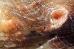 Natural shell haliotis mother of pearl royalty free stock photography Natural shell haliotis mother of pearl royalty free stock photography