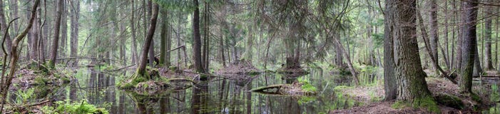 Natural Swampy Forest Panorama Royalty Free Stock Photo Natural Swampy Forest Panorama Royalty Free Stock Photo