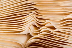 Underside Gills Of Mushroom Fungi Texture Stock Image - Image: 12364843