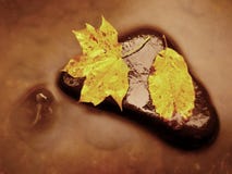 Naturaleza del otoño Detalle de la hoja de arce putrefacta del rojo anaranjado Endecha de la hoja de la caída en piedra oscura en Fotos de archivo libres de regalías Naturaleza del otoño Detalle de la hoja de arce putrefacta del rojo anaranjado Endecha de la hoja de la caída en piedra oscura en Fotos de archivo libres de regalías
