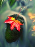 Naturaleza del otoño Detalle de la hoja de arce putrefacta del rojo anaranjado Hoja de la caída en piedra Foto de archivo Naturaleza del otoño Detalle de la hoja de arce putrefacta del rojo anaranjado Hoja de la caída en piedra Foto de archivo