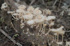 Naturalni mali grzyby na drzewnego fiszorka zbliżeniu, miękkiego czerni brzmienia popielaty kolor zdjęcia stock Naturalni mali grzyby na drzewnego fiszorka zbliżeniu, miękkiego czerni brzmienia popielaty kolor zdjęcia stock