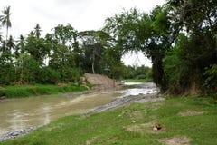 Naturalnie r las roślinność w Bulatukan riverbank, Kapoc, Matanao, Davao Del Sura, Filipiny zdjęcie royalty free Naturalnie r las roślinność w Bulatukan riverbank, Kapoc, Matanao, Davao Del Sura, Filipiny zdjęcie royalty free
