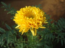 Naturalny dandelion peradeniya kwiatu ogród zdjęcia royalty free Naturalny dandelion peradeniya kwiatu ogród zdjęcia royalty free